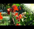 SAMSUNG SCH-W880 - VIDEO SAMPLE!