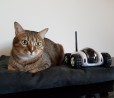 Recensione Moby: IP camera su ruote connessa allo smartphone