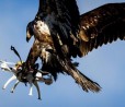 Francia, addestrate le prime aquile anti-drone