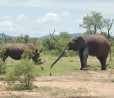 Air Shepherd: Intelligenza artificiale e droni per combattere il bracconaggio in Africa
