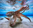 Underwater Photographer of the Year: le migliori foto subacquee dell'anno