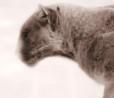 Ecco come la BBC ha realizzato le scene notturne di "Planet Earth II"