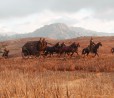 Il CEO di Take-Two parla del rinvio di Red Dead Redemption 2