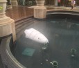 Robot di sorveglianza fa un imprevisto tuffo in acqua