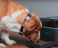Meet Pintofeed: alimentare il proprio animale domestico via smartphone!