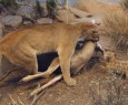 Mountain Lion: requisiti minimi e Mac non supportati