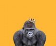 Il miglior brand 2016 per gli utenti HDblog è? | Sondaggio