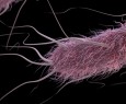 Scienziati hanno caricato una GIF dentro un batterio vivo